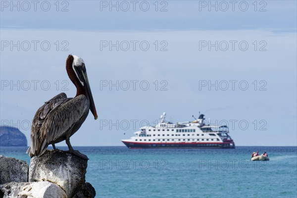 Brown pelican