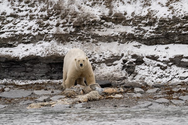 Scavenging polar bear