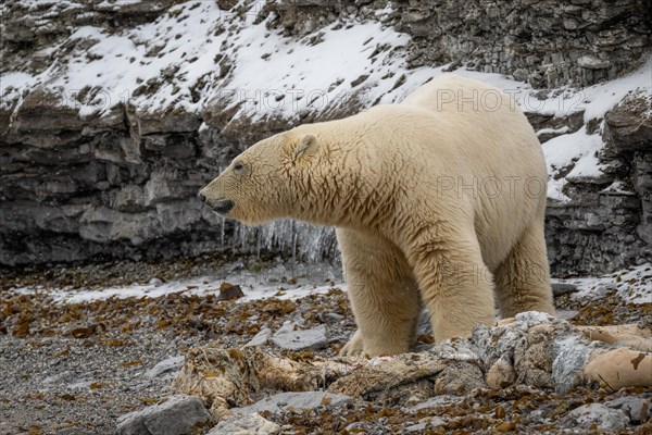 Scavenging polar bear