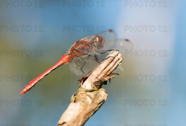 Ruddy darter