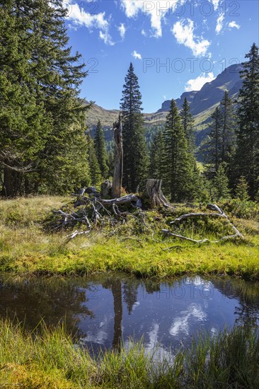 Moor pond on the nature adventure trail through the Rauris primeval forest