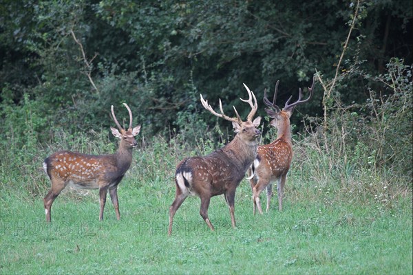 Sika deer