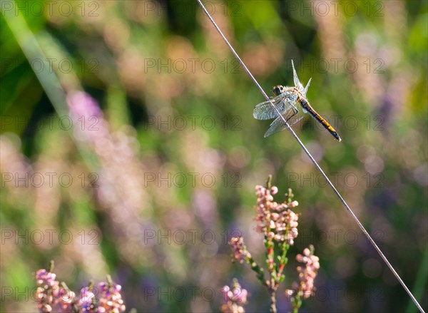 Black darter