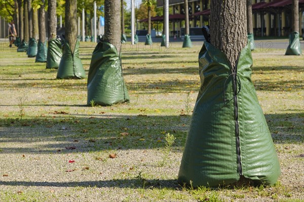 Irrigation bags on trees