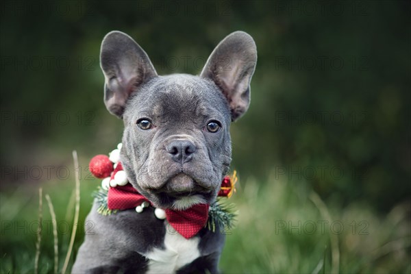 Beautiful young blue French Bulldog dog wearing seasonal Christmas collar with red bow tie on blurry green background