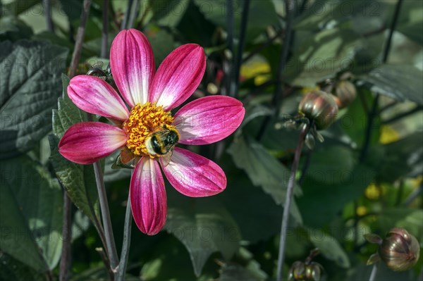 Dahlias