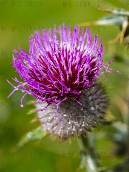 Woolly thistle