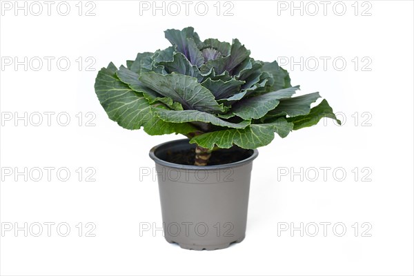 Potted ornamental cabbage on white background