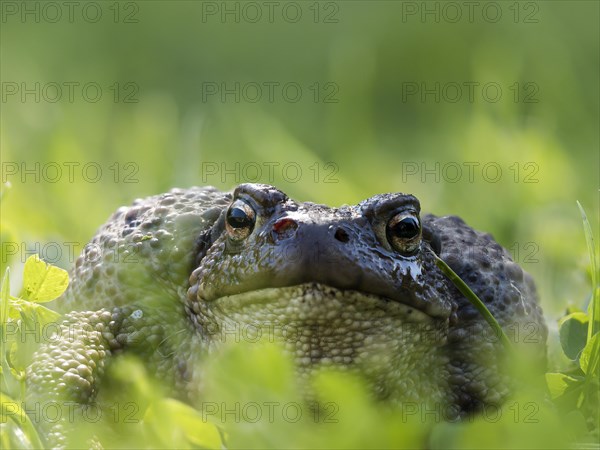 Common toad