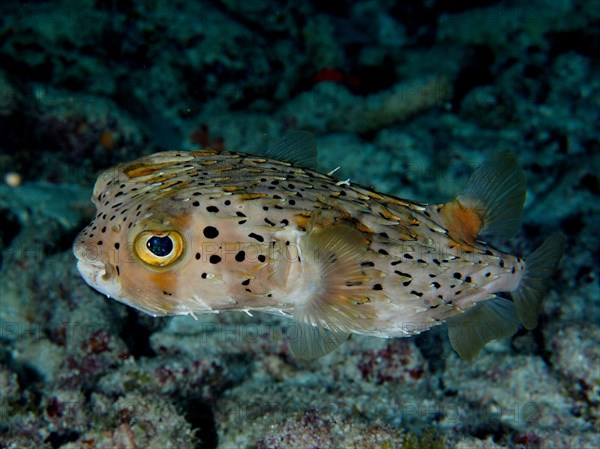 Long-spine porcupinefish