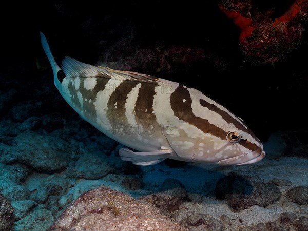 Nassau grouper