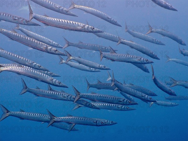 Group of barracuda