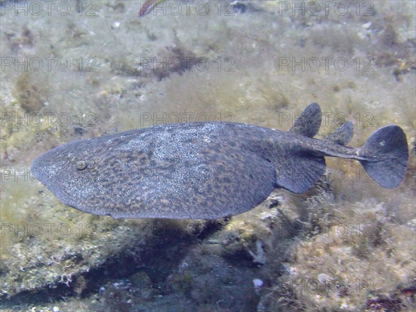 Marbled electric ray