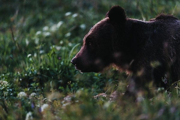 Brown bear