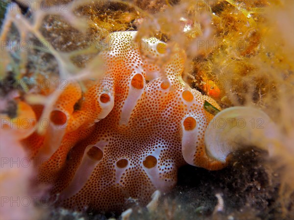 Mediterranean Sea Strawberry