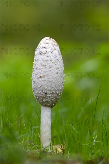 Shaggy ink cap