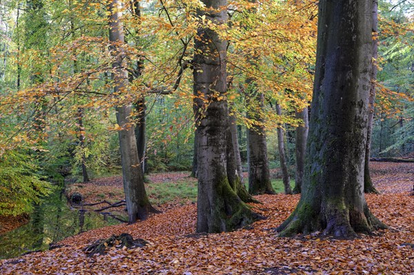 Beech forest in autumn