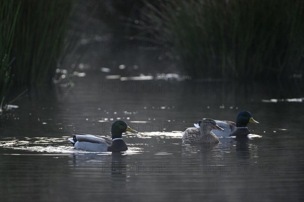 Mallard