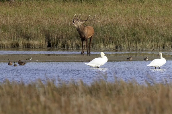 Red deer