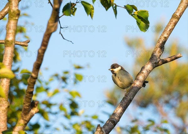 Great tit