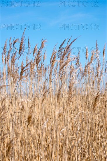 Reed or common reed