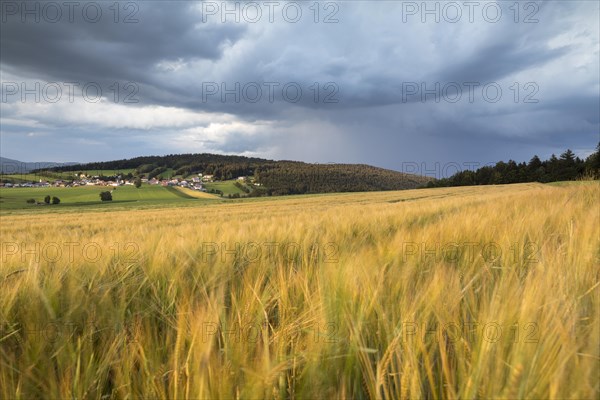 Barley field in the evening light