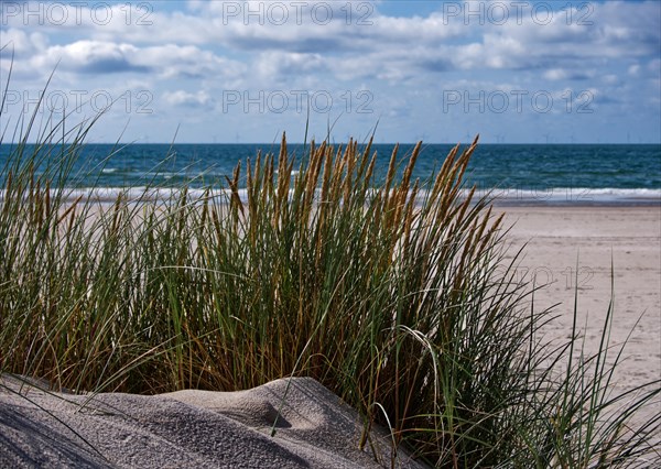 Marram grass