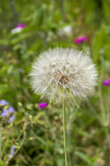 Western salsify