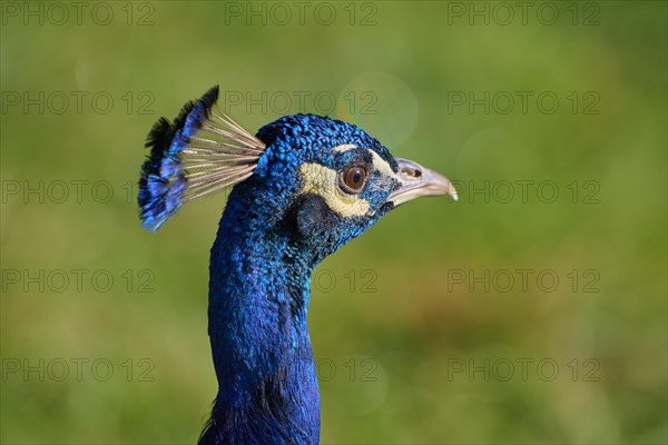 Indian peafowl