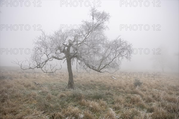 First hoarfrost on tree and heath in November in the fog