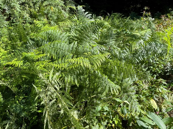 View of densely growing ferns Forest lady fern