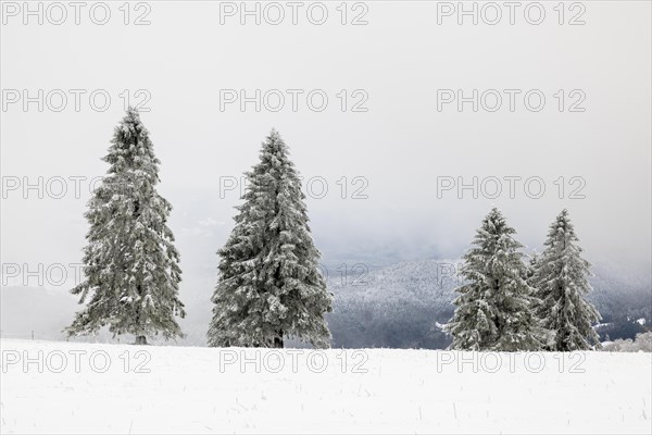 Winter forest with hoarfrost on the trees and fog on the mountain Kandel