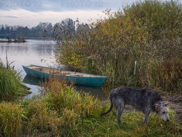 Irish wolfhound