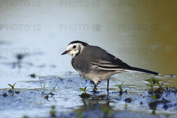 White wagtail