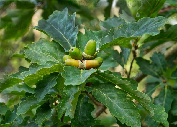 Unripe acorns