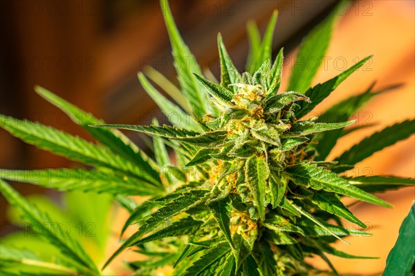 Macro photographs of marijuana buds surrounded by leaves. The medicinal cannabis plant seen up close. Critical is a cross between Afghani and Skunk