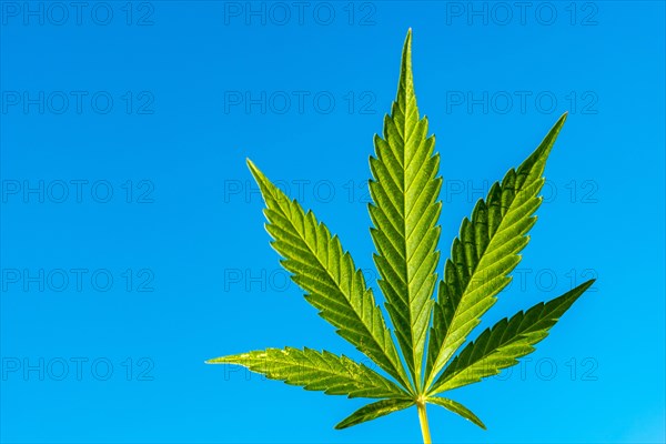 Marijuana leaf on a blue sky with copy and paste space. Medical cannabis for medicinal consumption on a farm