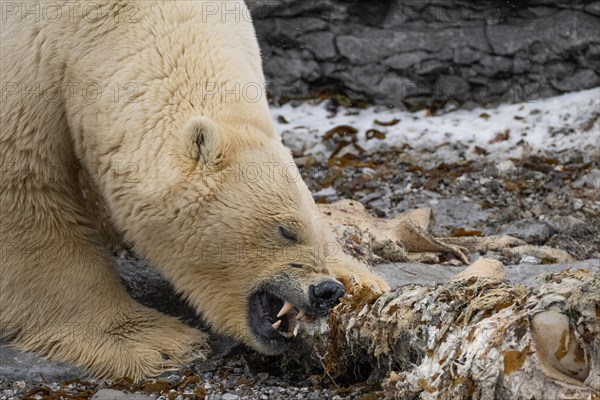 Scavenging polar bear