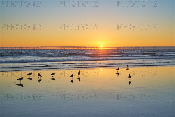 Seagulls on beach sund at atlantic ocean sunset with surging waves at Fonte da Telha beach