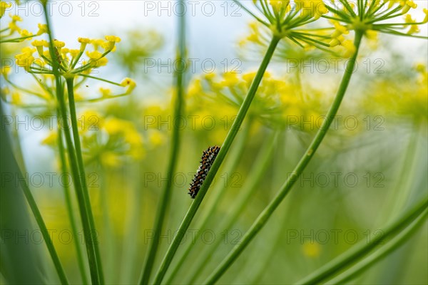 Young swallowtail