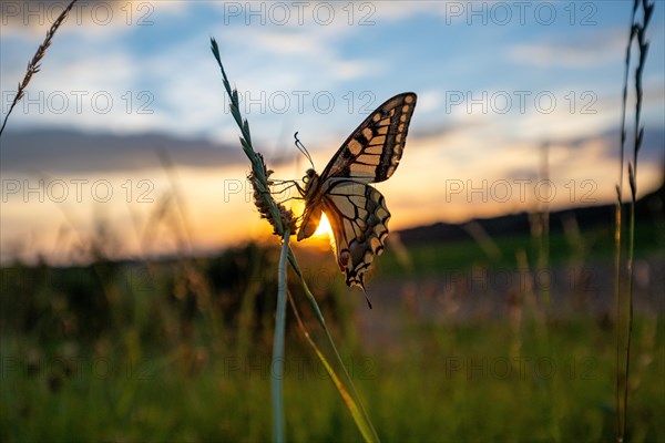 Butterfly swallowtail