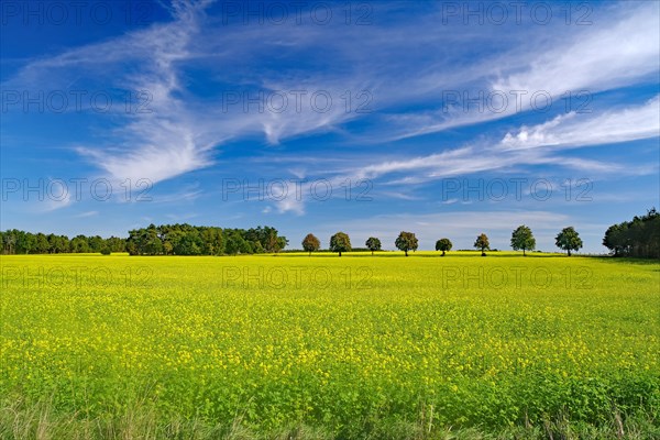 Blooming mustard fields in autumn