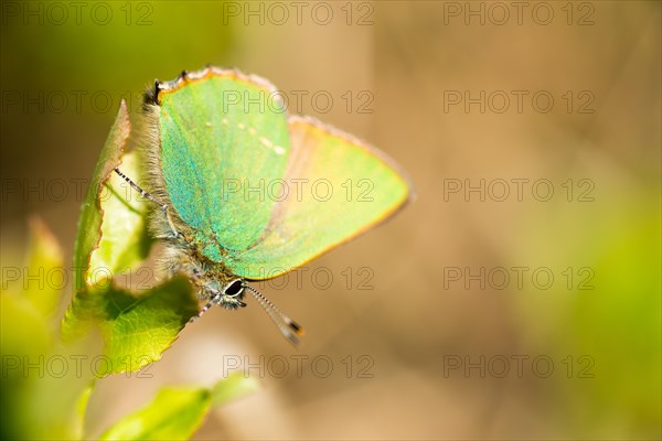 Green hairstreak