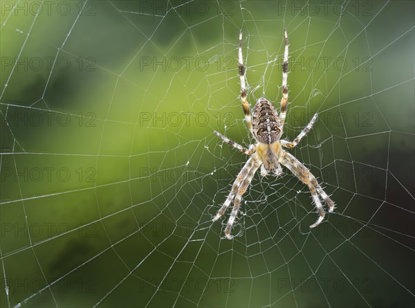 European garden spider