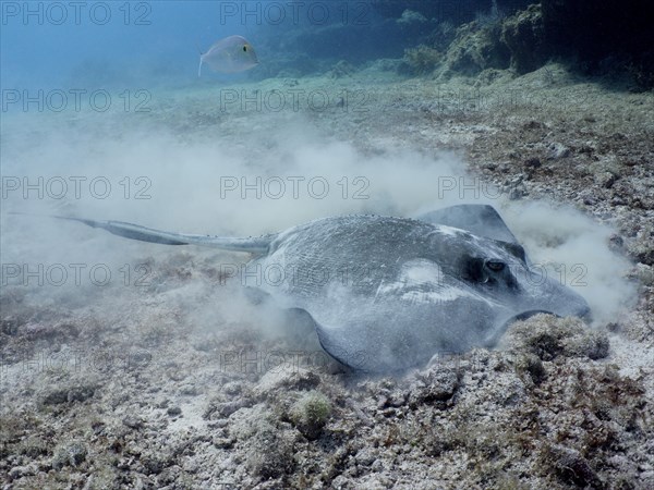 American stingray