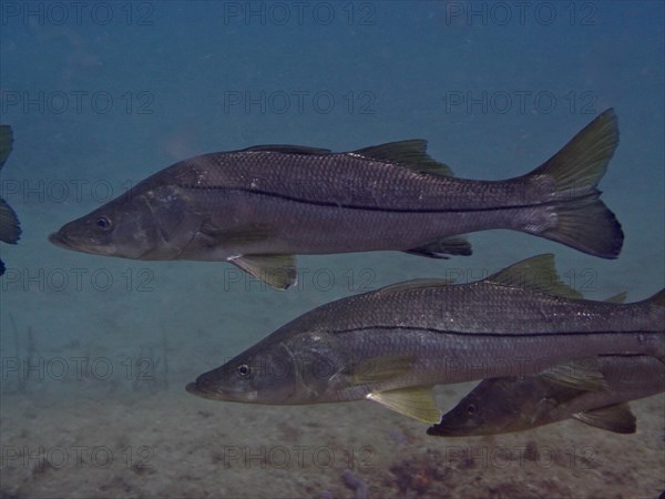 Common snook