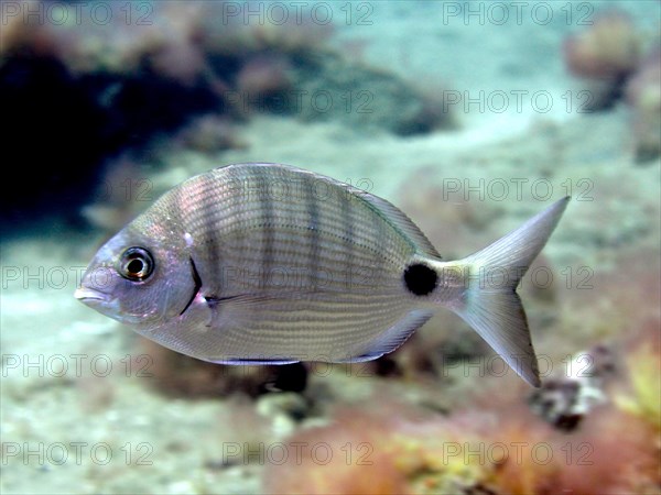 White seabream