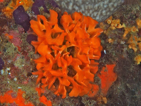 Orange spiny sponge