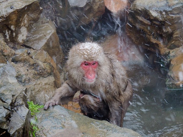 A snow monkey