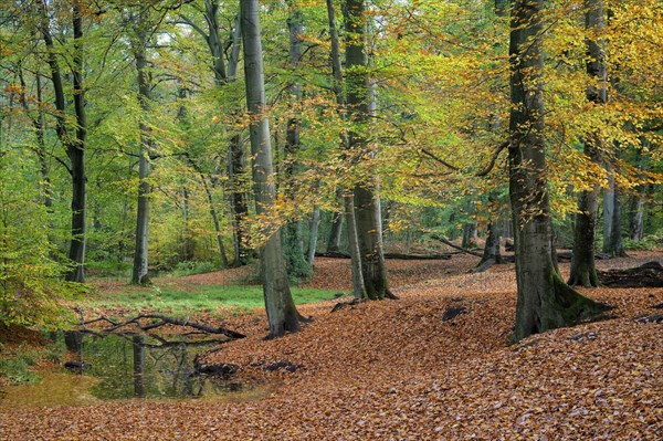 Beech forest in autumn